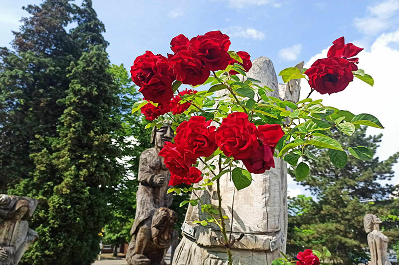 propozycje czerwiec 2024 male